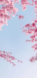 Cherry blossoms under a clear blue sky create a serene, natural mobile wallpaper.