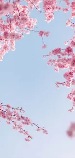 Delicate pink cherry blossoms against a clear blue sky on mobile wallpaper.