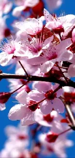 Cherry blossoms with a blue sky background.