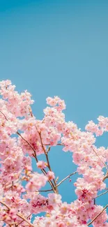 Cherry blossoms against a blue sky, creating a serene and tranquil mobile wallpaper.