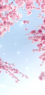 Cherry blossoms set against a blue sky, perfect for mobile wallpaper.