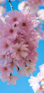 Pink cherry blossoms with sky blue background mobile wallpaper.