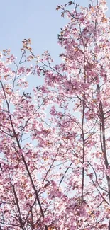 Cherry blossom branches against a clear blue sky.