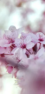 Delicate pale pink cherry blossoms with soft-focus background.