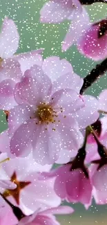 Pink cherry blossoms with sparkling snow.