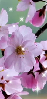 Mobile wallpaper with cherry blossoms and sparkles.