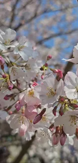 Cherry blossoms in full bloom on a sunny day.