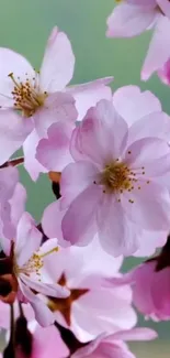 Pink cherry blossoms in full bloom.