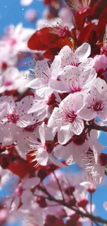 Cherry blossoms against a blue sky.