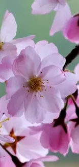 Cherry blossoms with pink petals against a blurred green background.