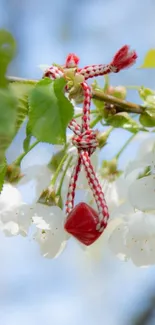 Cherry blossoms with red string on branch in spring.