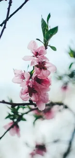 Delicate cherry blossom in springtime with soft pink flowers.