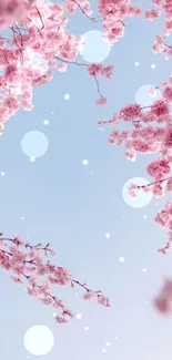 Cherry blossom branches with pink flowers against a blue sky.