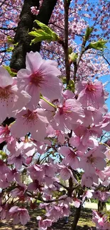 Bright cherry blossoms against a blue sky.