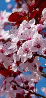 Cherry blossoms against a vibrant blue sky with pink petals and red leaves.