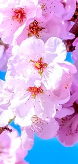 Cherry blossoms bloom against a bright blue sky, showcasing delicate pink petals.