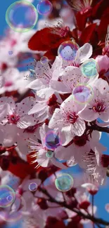 Beautiful cherry blossoms on a sunny day with a blue sky backdrop.