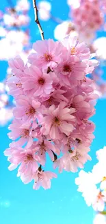 Pink cherry blossoms against a bright blue sky, perfect for spring.