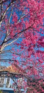 Cherry blossom tree with pink flowers against blue sky.