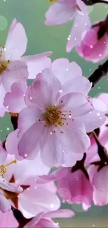 Pink cherry blossoms in full bloom on branches.