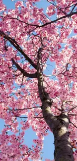 Cherry blossom tree against blue sky mobile wallpaper.