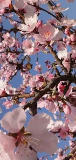 Cherry blossom branches with pink flowers against a blue sky.