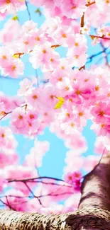 Cherry blossom wallpaper with pink flowers and blue sky.