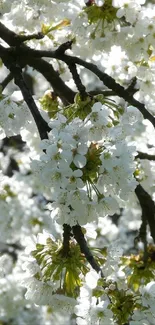 Cherry blossom branches with white flowers in a spring setting.