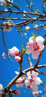 Cherry blossom branches against a vivid blue sky.