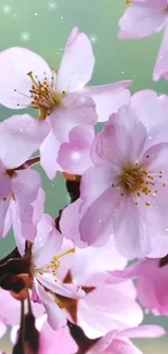 Delicate cherry blossoms in pink hues with a soft green background.