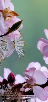 Cherry blossoms with pink petals on a gentle green backdrop.