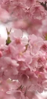 Cherry blossom wallpaper with pink flowers in full bloom.