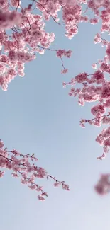 Cherry blossoms against a blue sky mobile wallpaper.