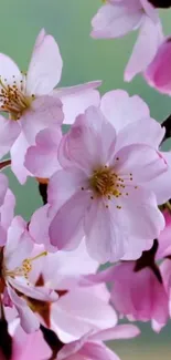 Cherry blossoms with pink petals on a branch.