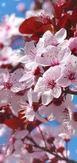 Cherry blossoms with pink petals under a sunny blue sky.