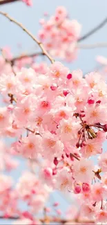 Cherry blossom branches with pink flowers against a blue sky