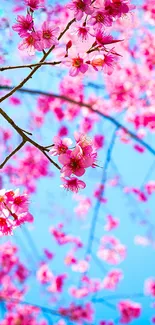 Cherry blossoms with pink petals against a bright blue sky.