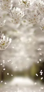 Cherry blossoms in bloom with petals falling gracefully on a blurred background.