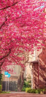 Cherry blossom trees along a tranquil urban street.
