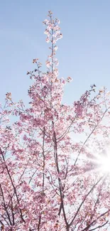 Cherry blossoms against a blue sky with sun shining through.