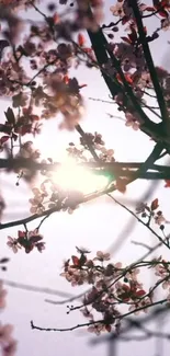 Cherry blossoms silhouetted against sunlight.