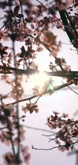 Mobile wallpaper of sunlit cherry blossoms against a pale sky.