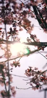 Cherry blossoms with sunlight filtering through branches, creating a serene scene.