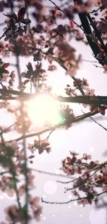 Cherry blossoms with sunlight filtering through branches.