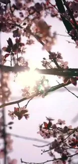 Cherry blossoms with sunlight streaming through branches, showcasing nature's beauty.