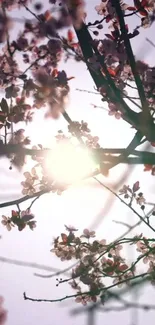 Cherry blossoms with sunlight streaming through the branches, creating a serene effect.