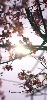 Cherry blossoms with sunlight shining through branches.