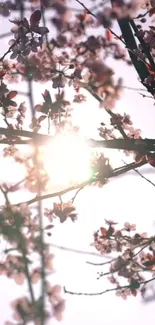 Cherry blossoms with sunlight streaming through, creating a serene effect.