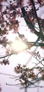 Cherry blossoms with sunlight filtering through branches, creating a serene scene.