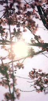 Cherry blossoms illuminated by soft sunlight.